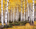 Aspens after Morning Rain