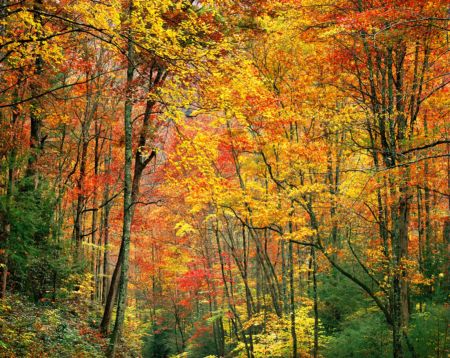 Appalachian Autumn
