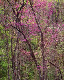 Appalachian Spring (2013) Appalachian Spring