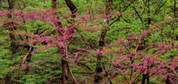 Arching Redbuds against Twilight Green (2013) Arching Redbuds