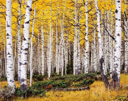 Aspens, Morning Rain