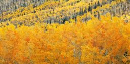 Aspen Hillside (2004) Aspen Hillside
