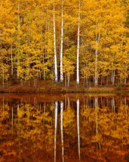 Aspens and Still Water (2000) Aspens, Still Water