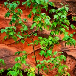 New Leaves and Canyon Contours (2002) New Leaves
