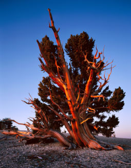 Ancient Bristlecone Pine (1998) Ancient Bristlecone