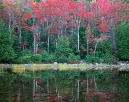 Red Maples Reflected (2001) Maples Reflected