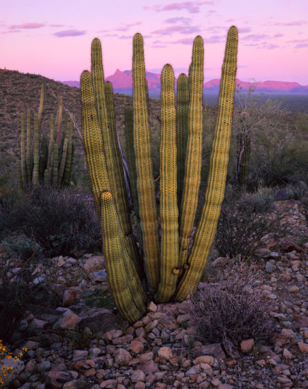 Afterglow, Cactus