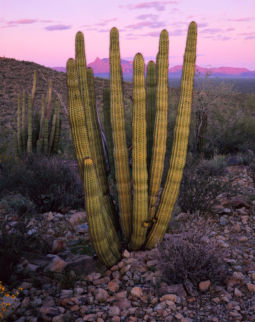 Afterglow and Cactus (1998) Afterglow, Cactus
