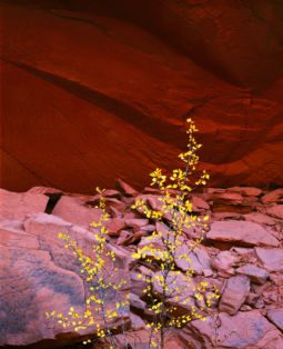 Canyon Grotto (2000) Canyon Grotto