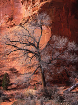 Cottonwood and Canyon Wall (1997) Cottonwood, Canyon Wall