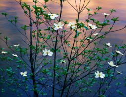 Dogwoods along the Merced River (2001) Dogwoods