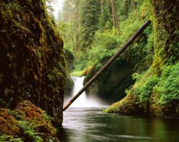 Fallen Tree on Eagle Creek (1999) Eagle Creek