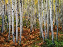 Frens Under Fall Aspens (1998) Frens, Aspens