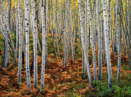 Frens, Aspens