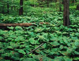 Forest Floor in Summer (2006) Forest Floor