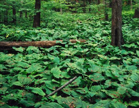 Forest Floor