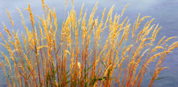 Autumn Grass and Cloud Reflections (2004) Grass, Cloud Reflections