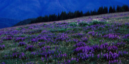 Alpenglow on Hurricane Ridge (1998) Alpenglow, Hurricane Ridge