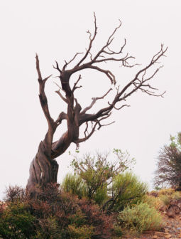 Ancient Juniper in Morning Fog (2014) Juniper