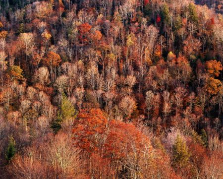 Late Fall