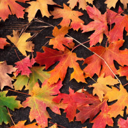 Fallen Leaves on Sandstone (1999) Leaves, Sandstone