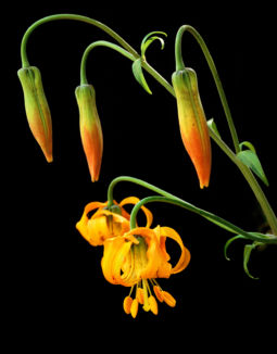 Deep Forest Lily (2003) Forest Lily