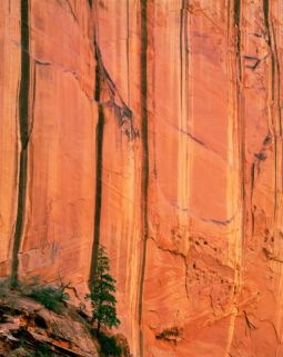 Lone Pine and Canyon Wall (2002) Pine, Canyon Wall