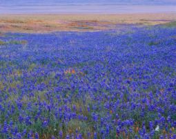 Spring on the Carrizo Plain (2005) Spring, Carrizo Plain