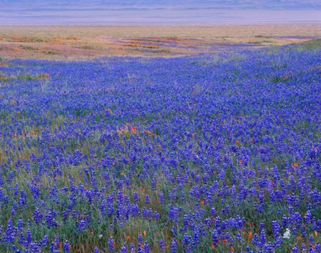 Spring, Carrizo Plain