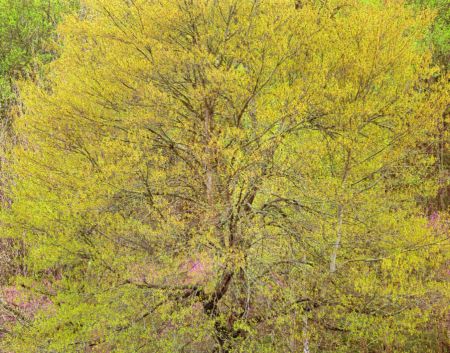 Maple, Redbuds