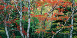 Trunks and Tiered Maples (2001) Trunks, Tiered Maples