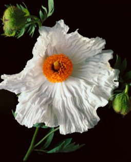 Matilija Poppy (1997) Matilija Poppy