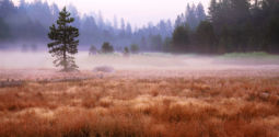 Daybreak in a High Country Meadow (2000) Daybreak, Meadow