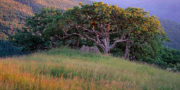 Oak and Grassland (1999) Oak, Grassland