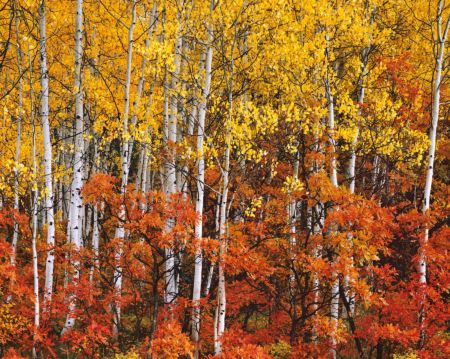 Oaks, Aspens
