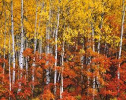 Oaks and Aspens (2000) Oaks, Aspens