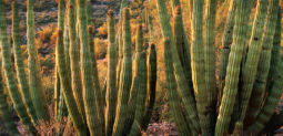 Daybreak in the Sonoran Desert (2003) Daybreak, Desert