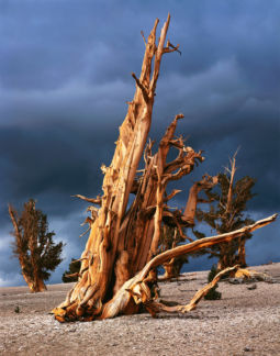 Clearing Storm in the Bristlecones (2000) Storm, Bristlecones