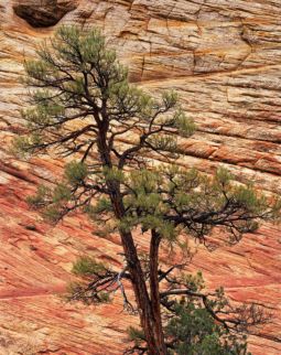 Ponderosa and Slickrock (2004) Ponderosa, Slick Rock