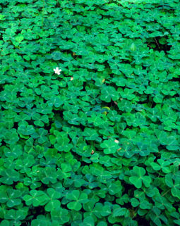 Redwood Sorrel (1999) Redwood Sorrel