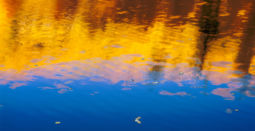 Leaves Floating on Aspen Reflections (2000) Aspen Reflections