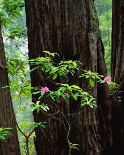 Rhododendron and Redwoods (1997) Rhododendron, Redwoods