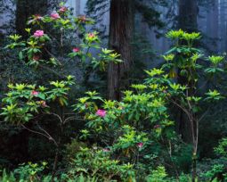Rhododendron and Fog (1999) Rhododendron, Fog