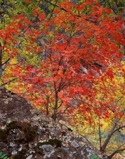 Rock and Red Maple (1999) Rock, Red Maple