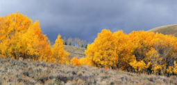 Aspens, Sage, and Storm Sky (2004) Aspens, Storm Sky