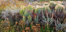September Sage (2004) September Sage