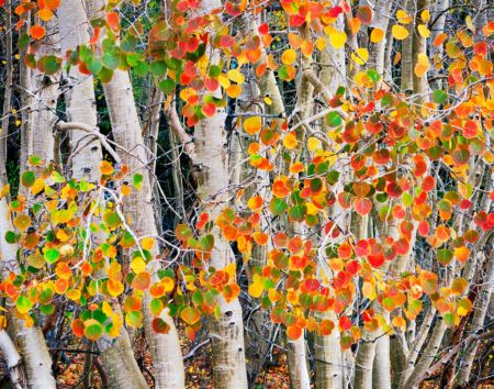 Sierra Aspens