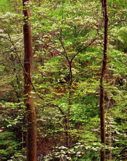 Smoky Mountain Dogwood (2013) Smoky Mountain Dogwood