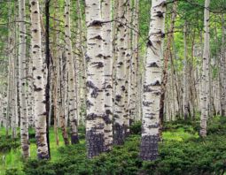 Aspens in Early Summer (2009) Aspens, Summer