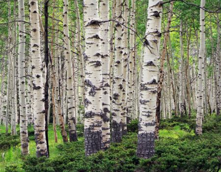 Aspens, Summer